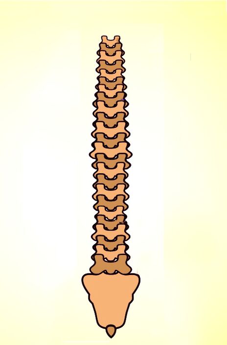 structure de la colonne vertébrale